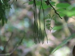 Phlegmariurus fargesii