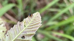 Compsapoderus erythrogaster