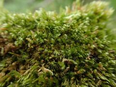Sematophyllaceae
