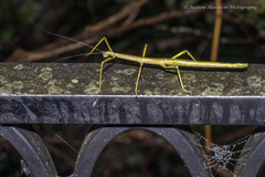 Phraortes stomphax