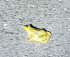 Pelophylax plancyi