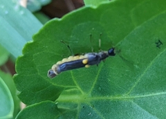 Trypherus latipennis