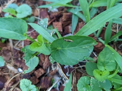 Trypherus latipennis