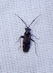 Cremnocephalus alpestris