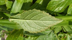 Coleosporium campanulae