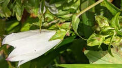 Coleosporium campanulae