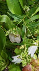 Coleosporium campanulae