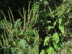 Ambrosia trifida trifida