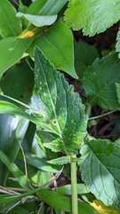 Coleosporium campanulae