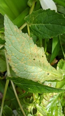 Coleosporium campanulae