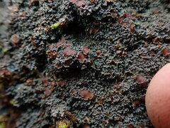 Protopannaria pezizoides