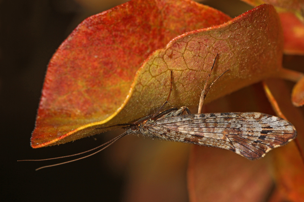 Neophylax splendens