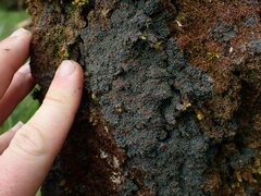 Protopannaria pezizoides