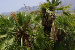 Chamaerops humilis