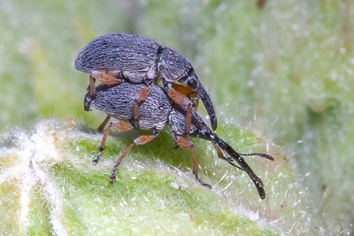 Hollyhock Weevil, photo 4 of 10