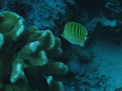Chaetodon punctatofasciatus