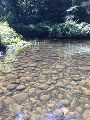 Sagittaria secundifolia