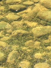 Sagittaria secundifolia