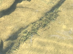 Sagittaria secundifolia