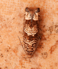 Pelochrista fusculana