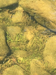 Sagittaria secundifolia