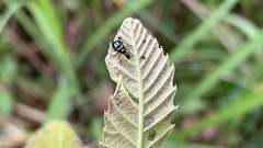 Compsapoderus erythrogaster