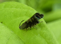 Grapholita angleseana