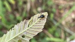 Compsapoderus erythrogaster
