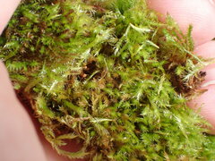 Sematophyllaceae