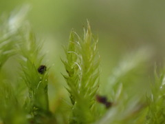 Sematophyllaceae
