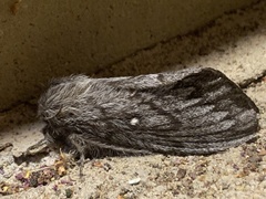 Gloveria arizonensis