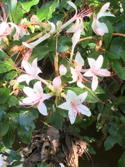 Rhododendron arborescens