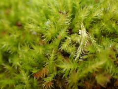 Sematophyllaceae