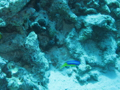 Pomacentrus auriventris