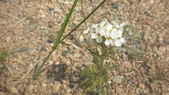 Dontostemon pinnatifidus