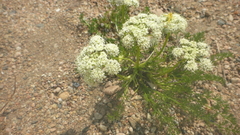 Ferulopsis hystrix