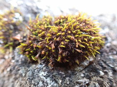 Schistidium maritimum