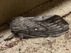 Gloveria arizonensis