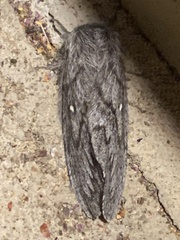 Gloveria arizonensis