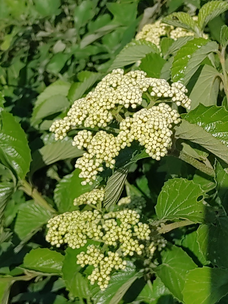 Viburnum venosum