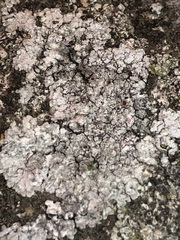 Kuettlingeria teicholyta