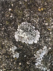 Kuettlingeria teicholyta