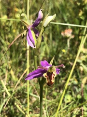 Ophrys apifera trollii