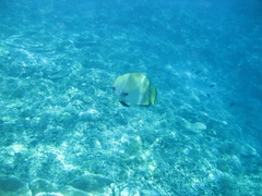 Platax boersii