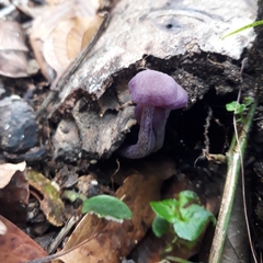 Laccaria gomezii