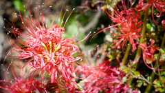 Lycoris radiata