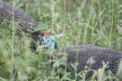 Numida meleagris mitratus