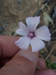 Malva trimestris image