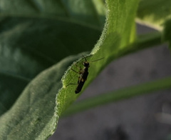 Trypherus frisoni