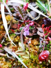 Pinguicula villosa